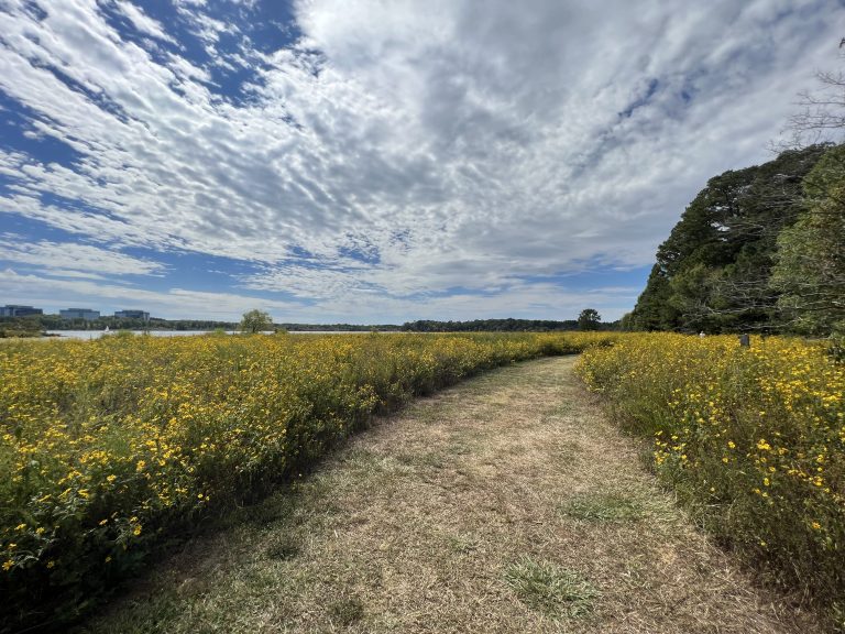 Park Feature: Lake Crabtree Country Park Offers a Beautiful Wilderness Escape