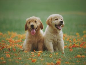 Posted a Missing Pet Ad on Craigslist? Be Careful of This Scam