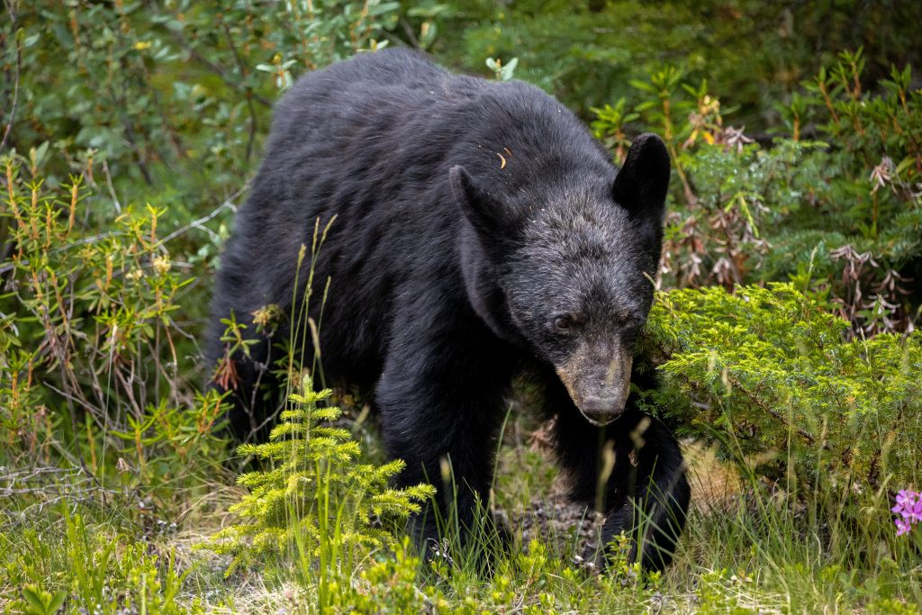 Black Bears Have Been Spotted in Cary – Here’s What To Do if You Encounter One