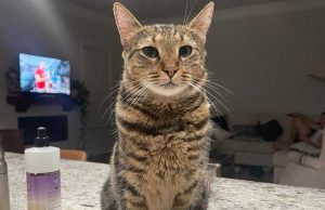 Miraculous Reunion: After 31 Days, Willow the Cat Returns Home