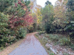Chasing Colors: A Guide to Cary’s Autumn Leaf Transformation