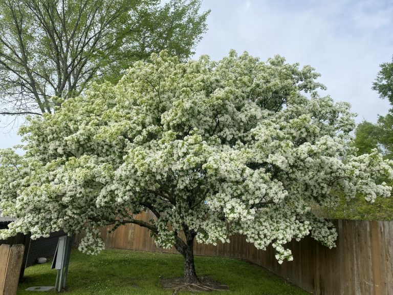 My Tree, Our Tree: Cary’s Native Tree Giveaway Returns This Fall