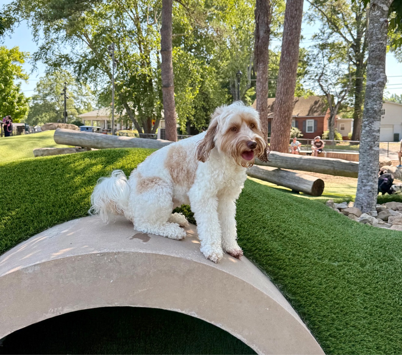 Daisy posing on agility equipment at the Barkyard