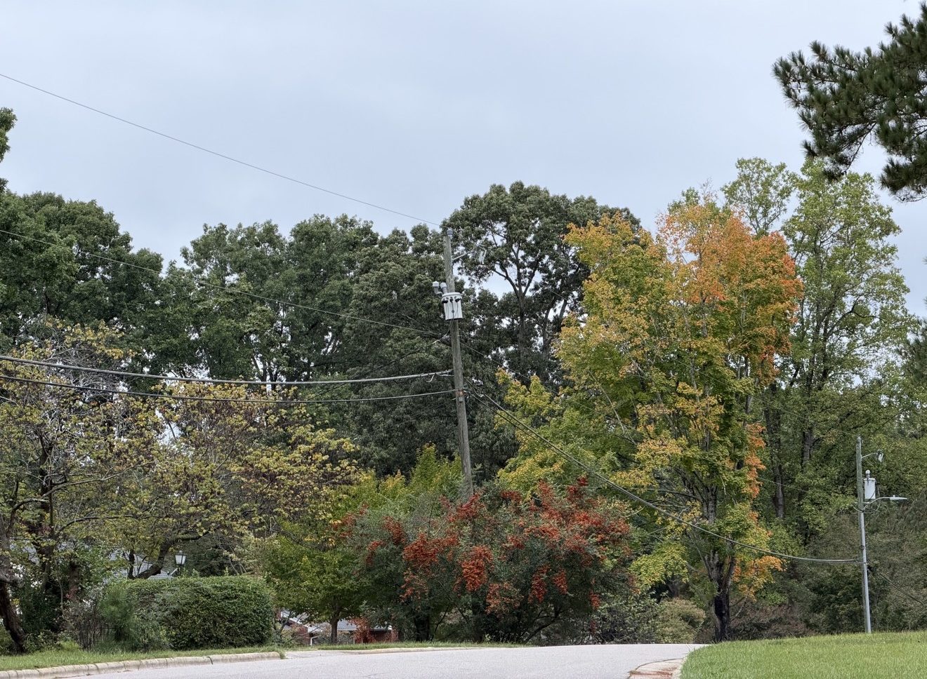 Fall foliage on Heater Drive