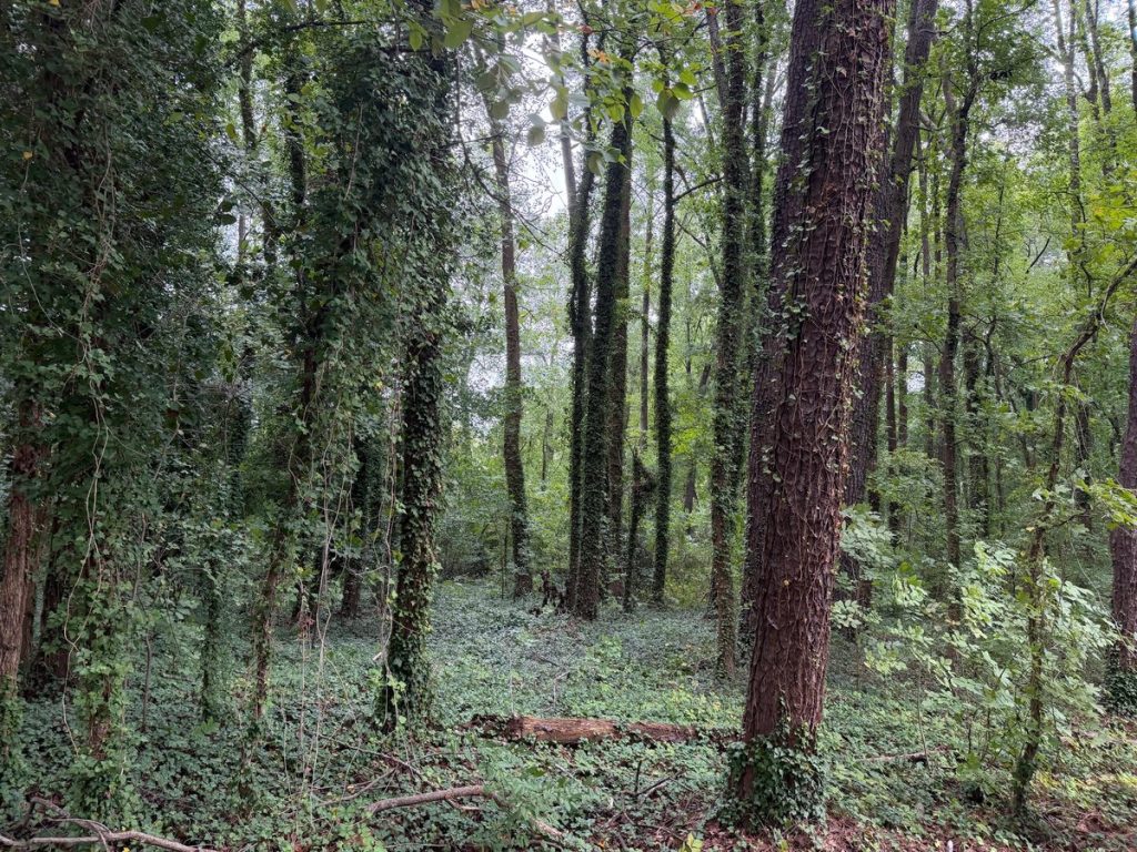 Cary’s Keeping the Woods