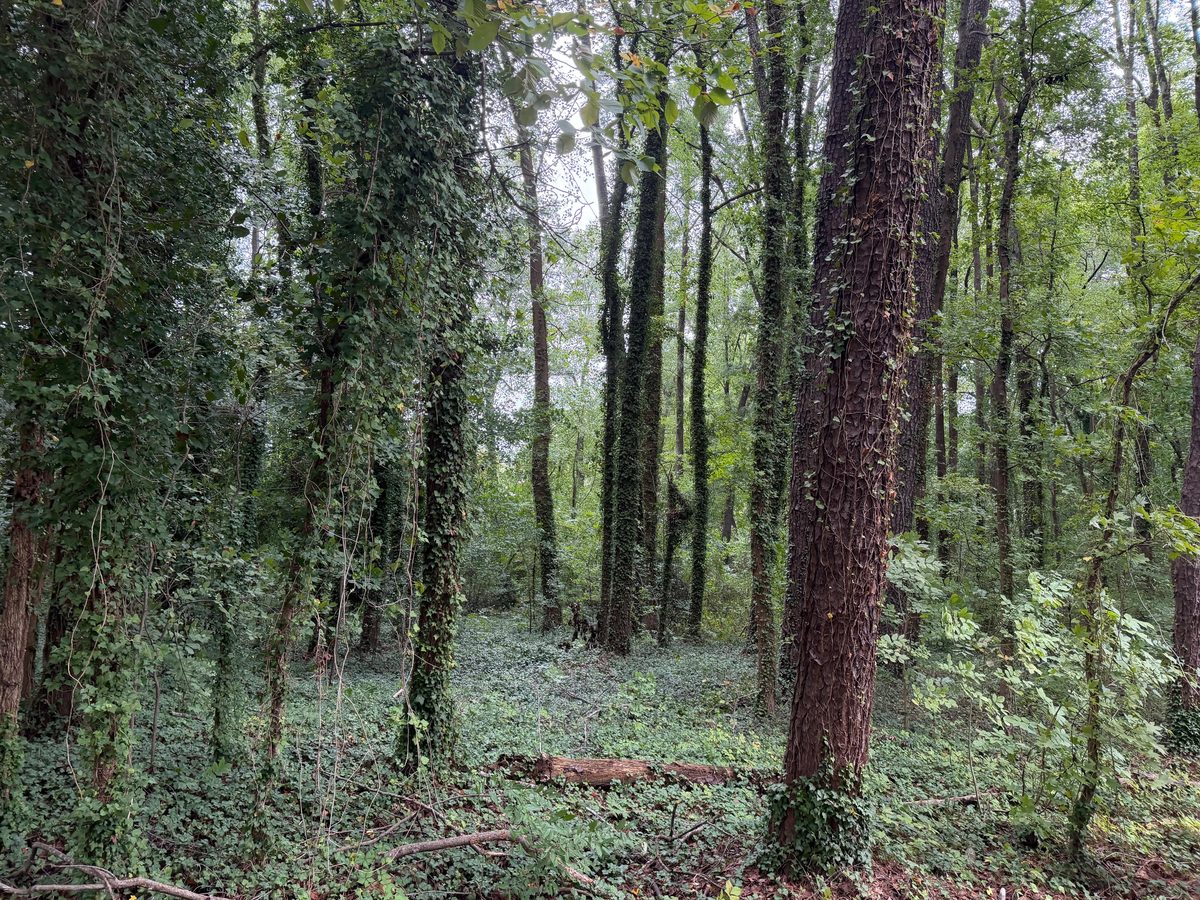Wooded lot at 600 and 604 Kildaire Farm Road